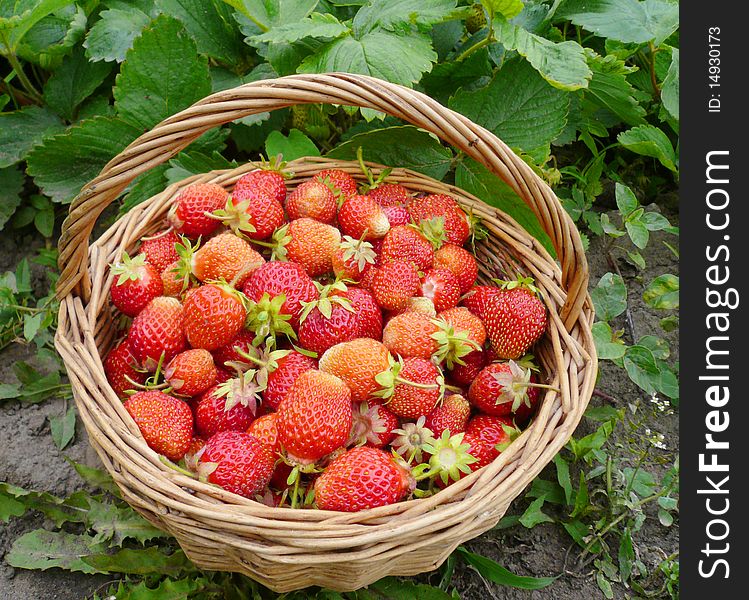 Basket with a ripe strawberry