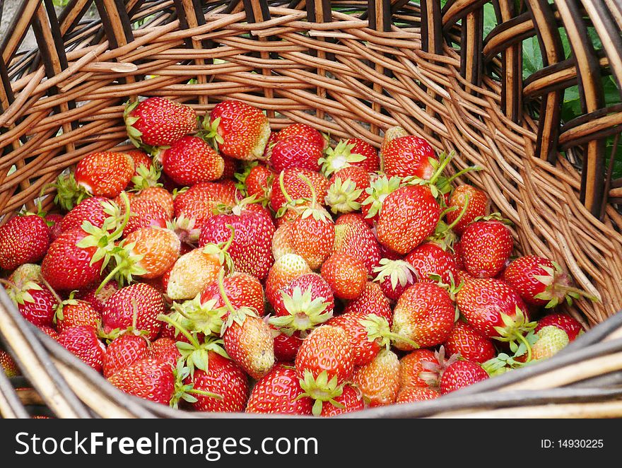 Greater basket with a ripe red strawberry. Greater basket with a ripe red strawberry