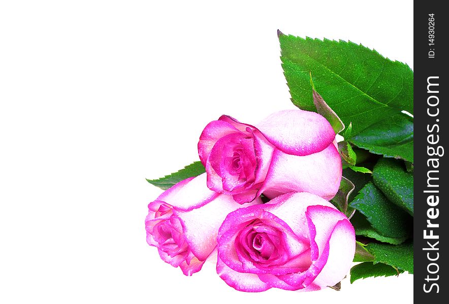 Bunch of pink roses isolated on white background