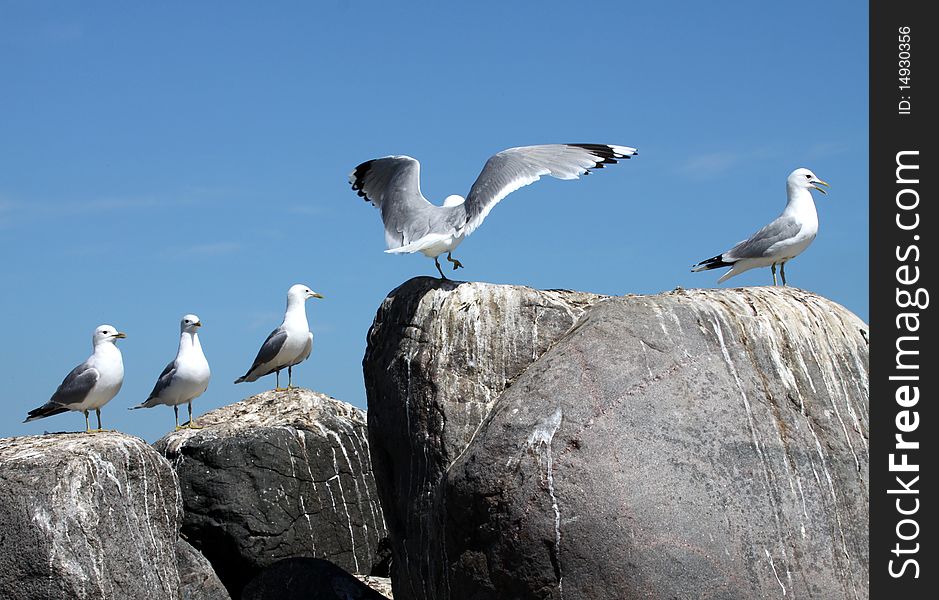 Seagulls on a small island