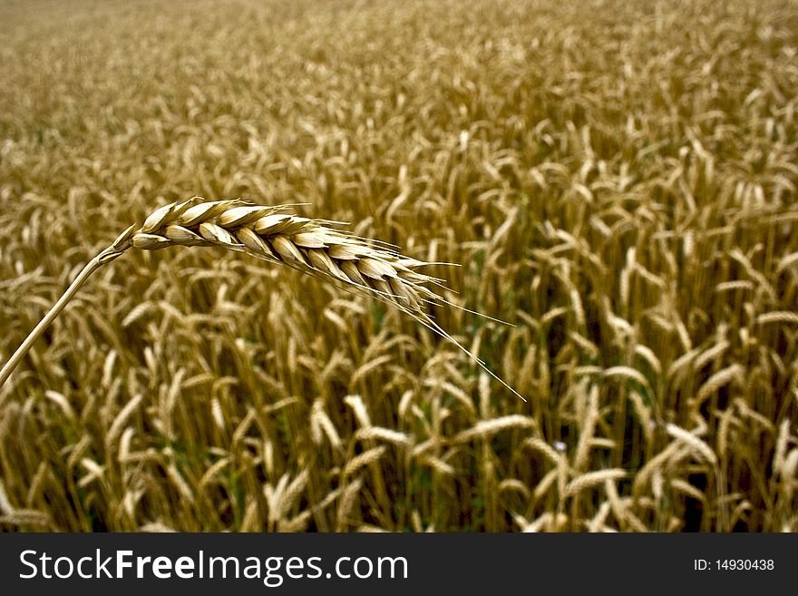 An ear of wheat and wheat field. An ear of wheat and wheat field