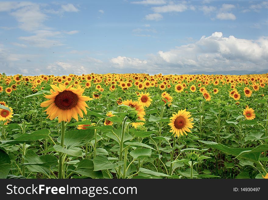An outdoor field whit Sunflower