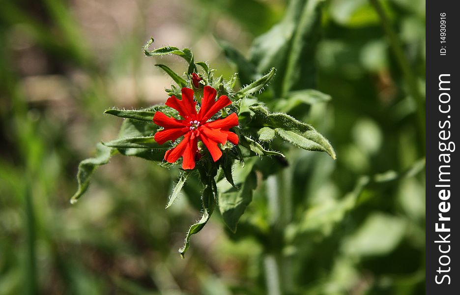 Red carnation flower, photographed from top