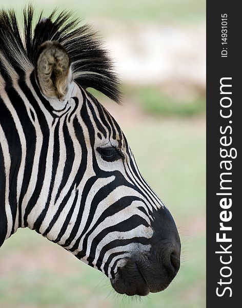 Zebra Head Closeup With Blurred Background