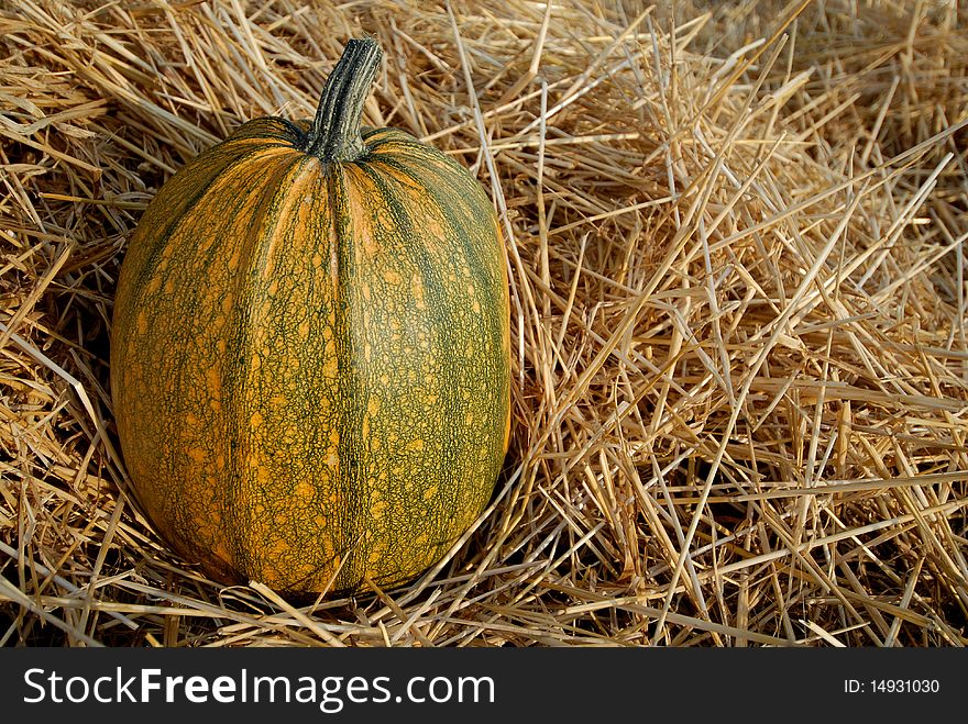 Pumpkin covered with straw in the field. Pumpkin covered with straw in the field