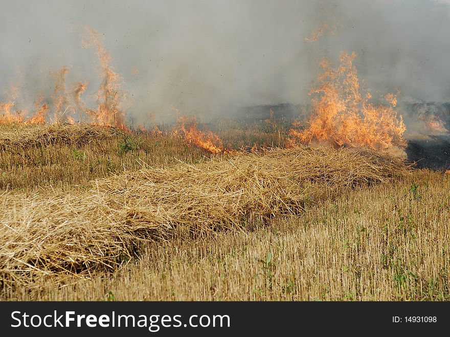 Drought and fire in the field