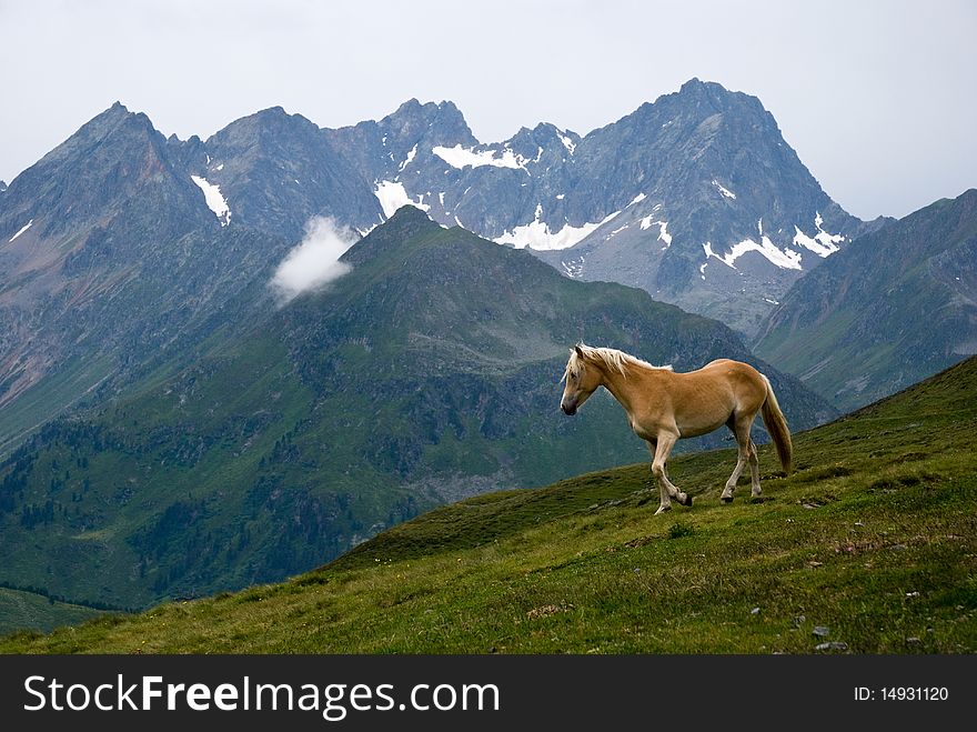 Horse on alpine pasture