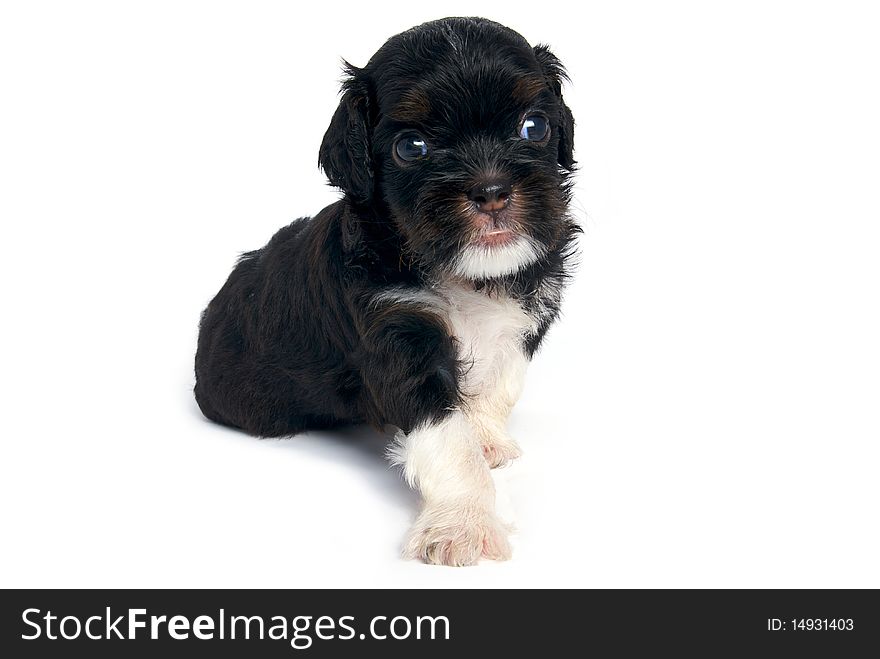 Little Shihtzu puppy cute dog in isolated. Little Shihtzu puppy cute dog in isolated