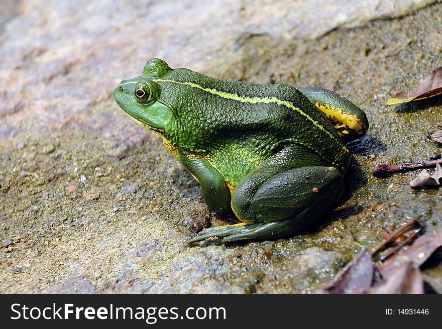 Green frog floating in the water