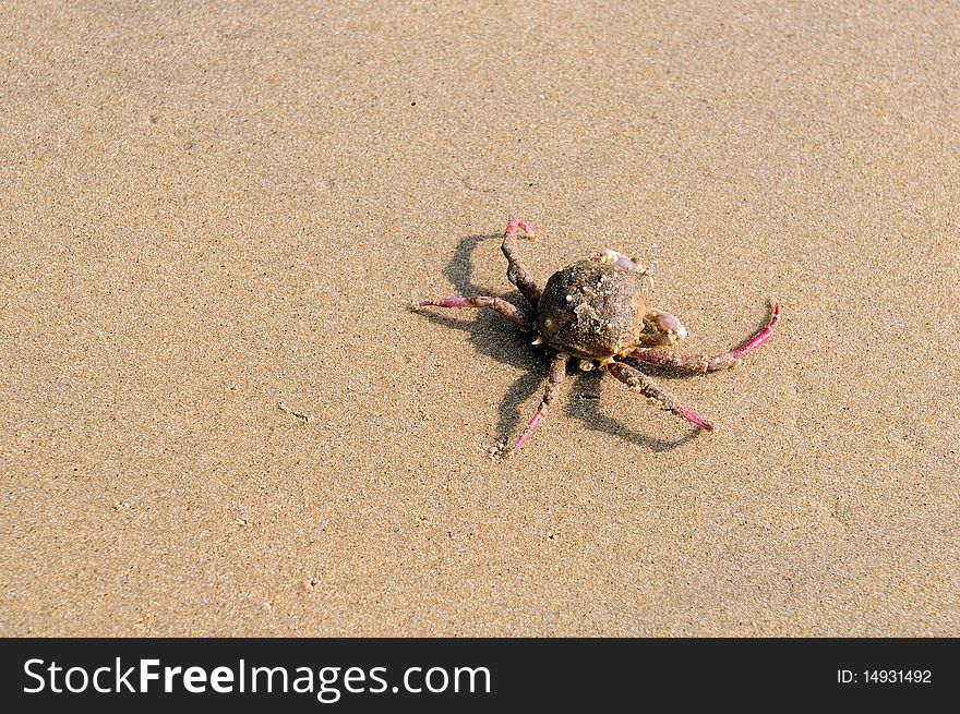 An injured crab at a local beach