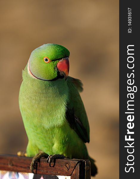 A close up shot of a green parrot