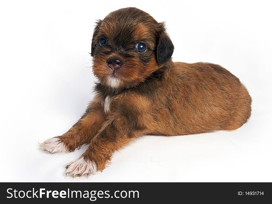 Little Shihtzu puppy cute dog in isolated. Little Shihtzu puppy cute dog in isolated