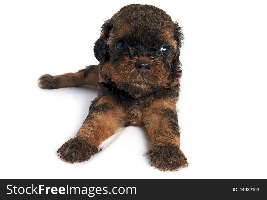 Little Shihtzu puppy cute dog in isolated. Little Shihtzu puppy cute dog in isolated