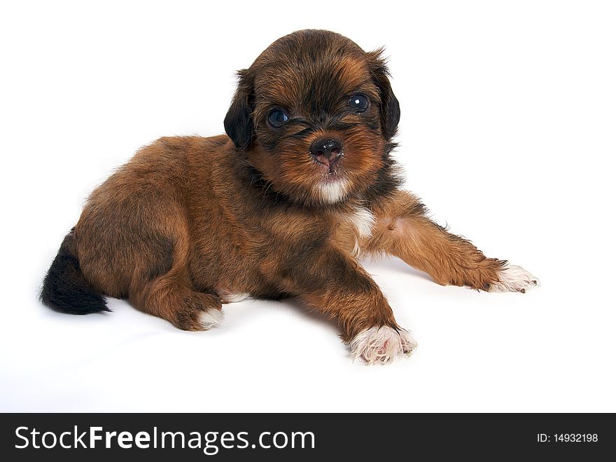 Little Shihtzu puppy cute dog in isolated. Little Shihtzu puppy cute dog in isolated