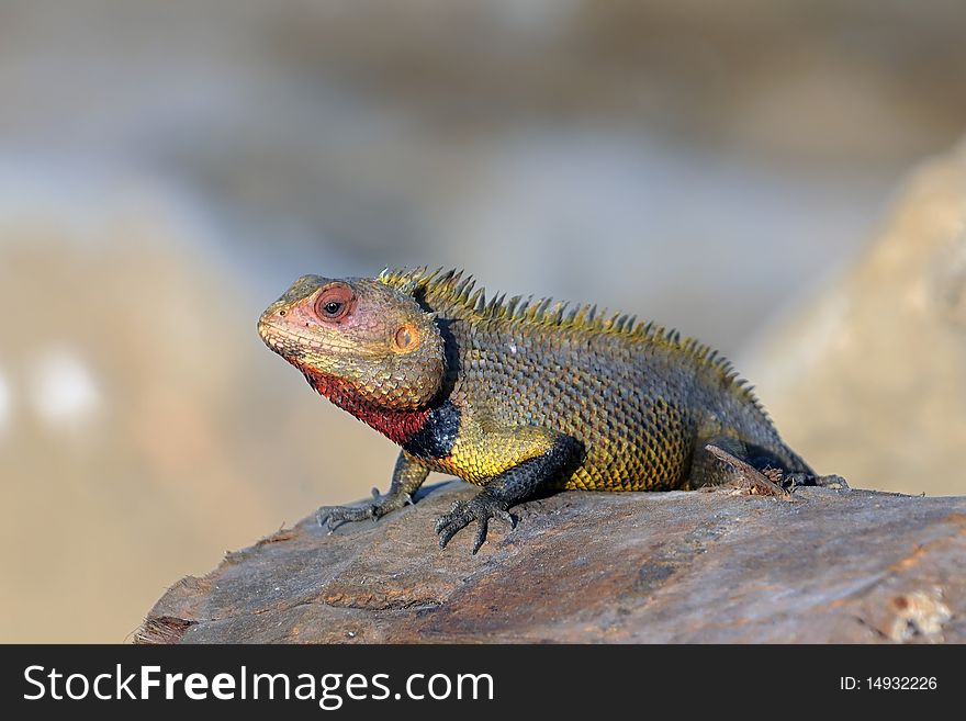 A male garden lizard with red throat ready for mating
