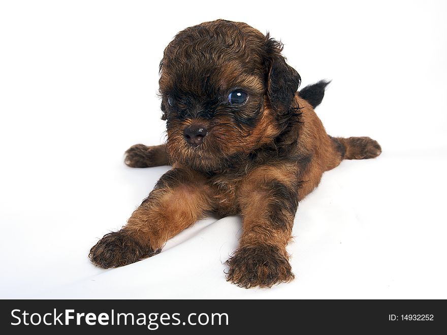 Little Shihtzu puppy cute dog in isolated. Little Shihtzu puppy cute dog in isolated