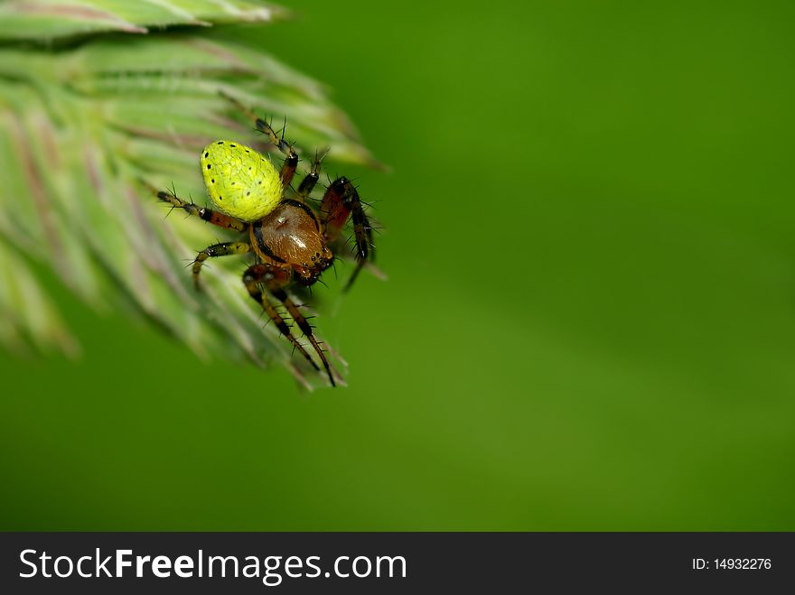 Green spider sitting on the grass
