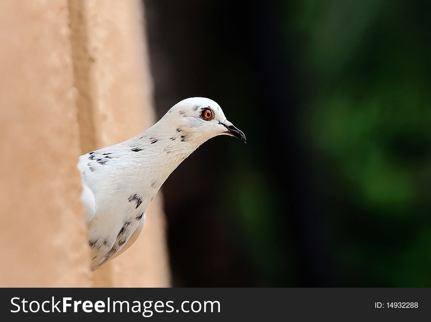 A white pigeon peeking out of a building