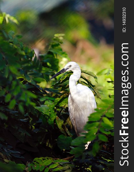 Greate intermediate egret at a locl zoo. Greate intermediate egret at a locl zoo