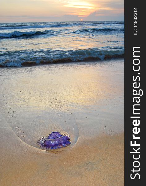 A washed up purple jellyfish on a beach at sunset. A washed up purple jellyfish on a beach at sunset