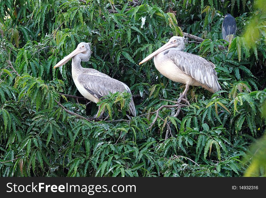 Two spot billed pelicans resting on the top of a tree