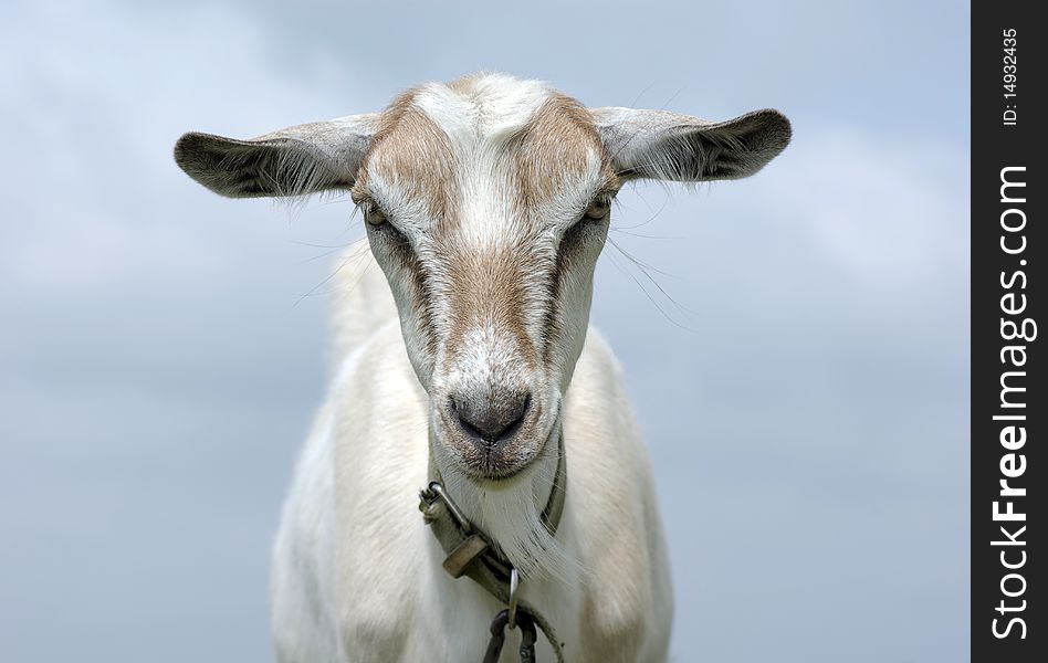 Portrait of a goat that looks straight