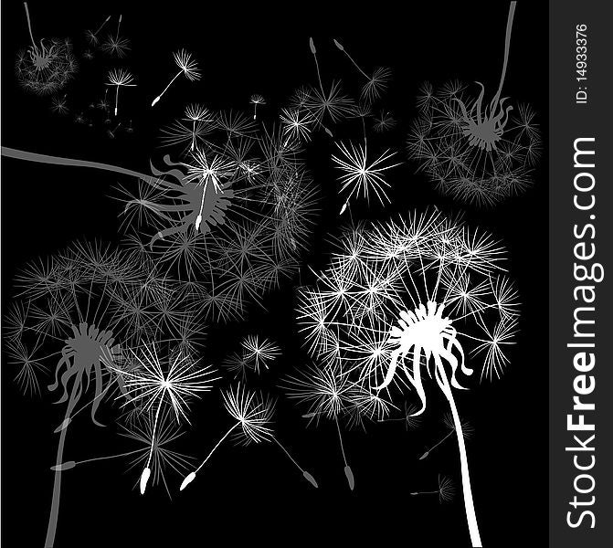 Black and white background with dandelions