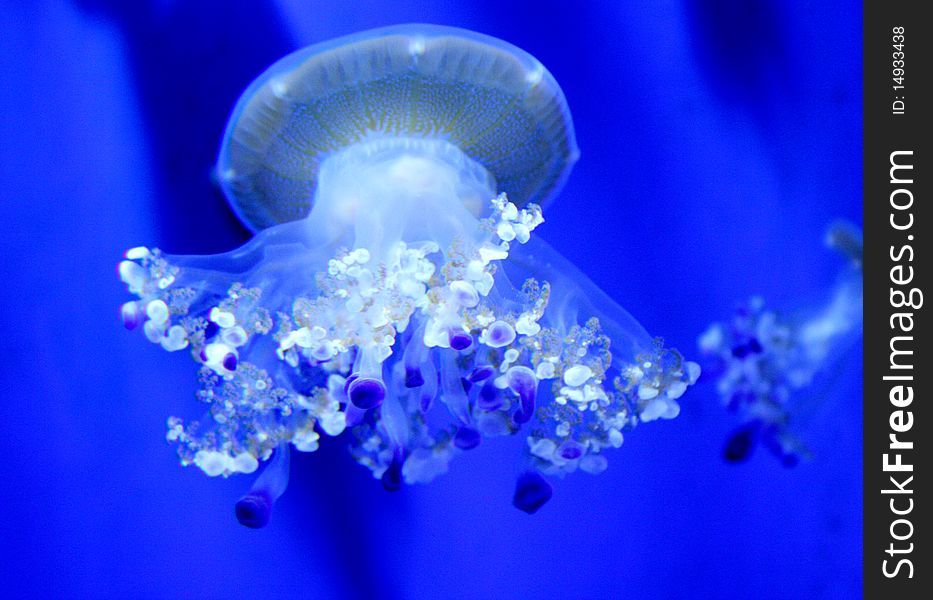 One jellyfish with tentacles in an italian aquarium
