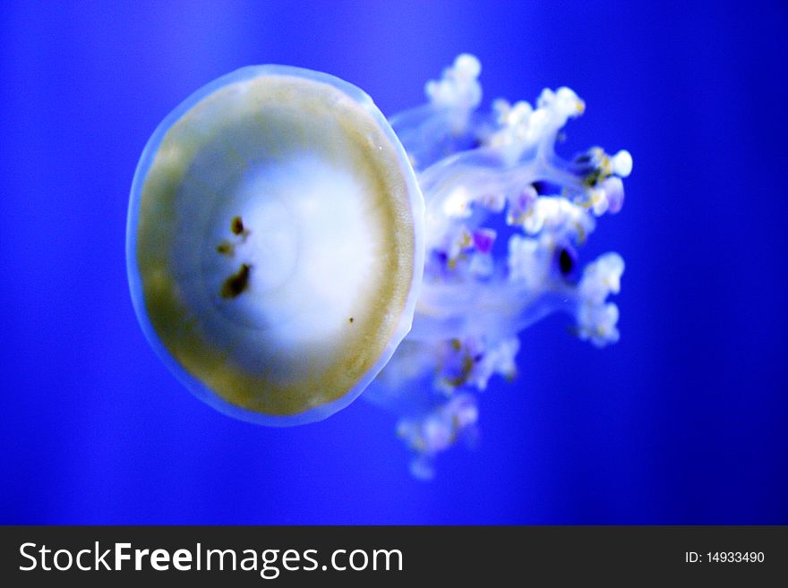 Jellyfish swimming in blue aquarium
