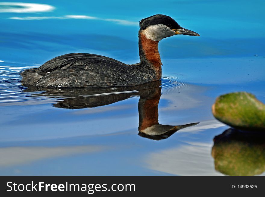 Photo of a Red necked Grebes