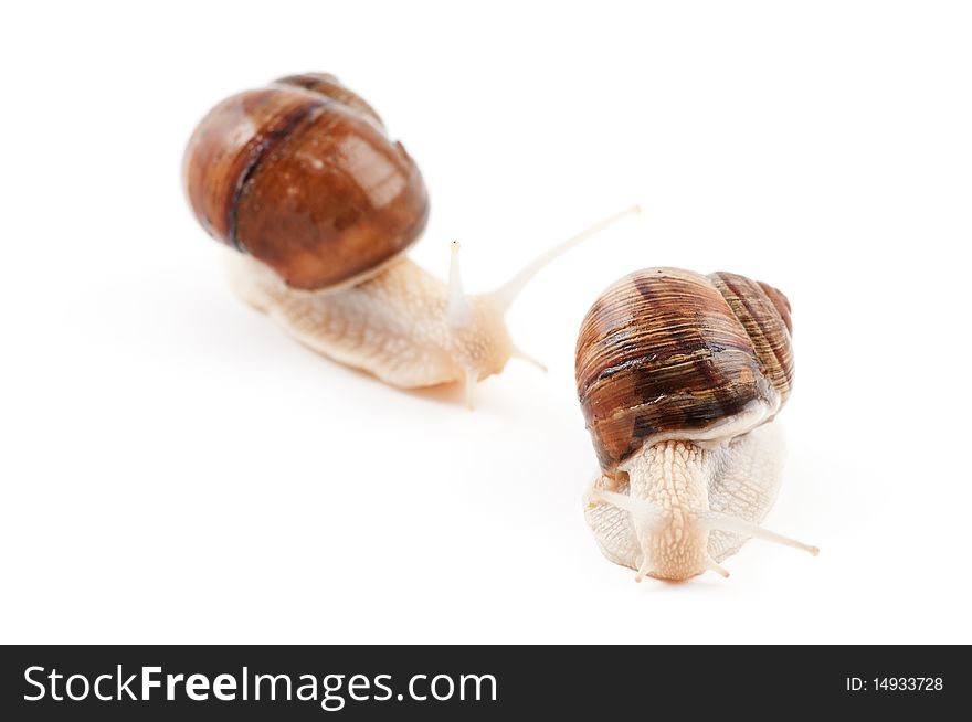 Garden snail on a white background