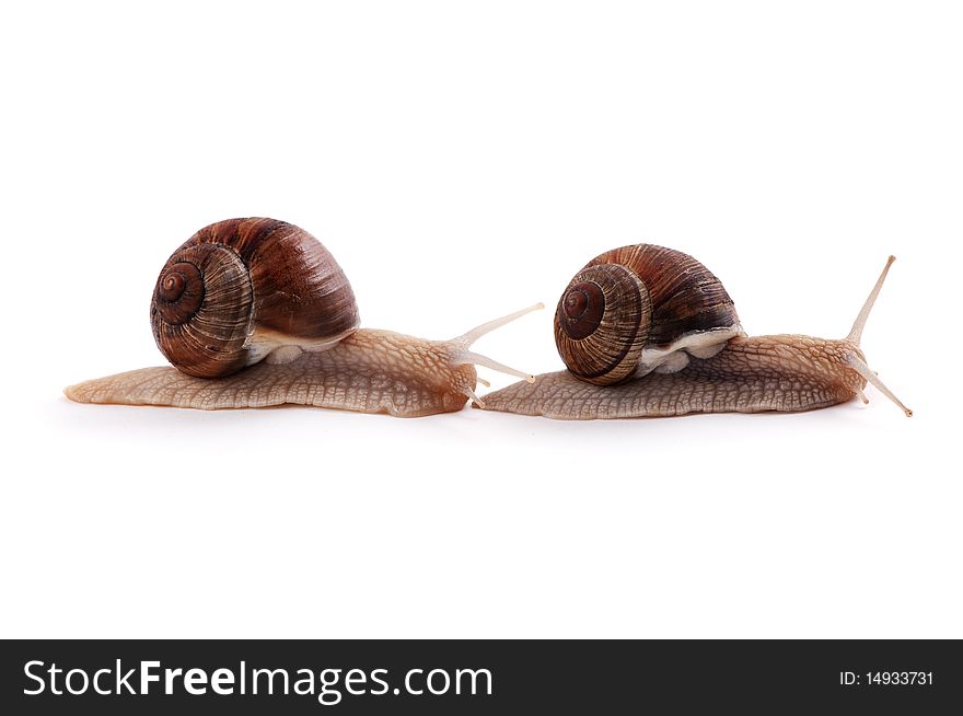 Garden snail on a white background