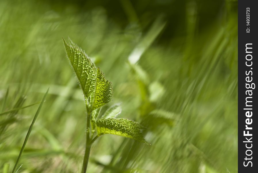 One stalk in the grass