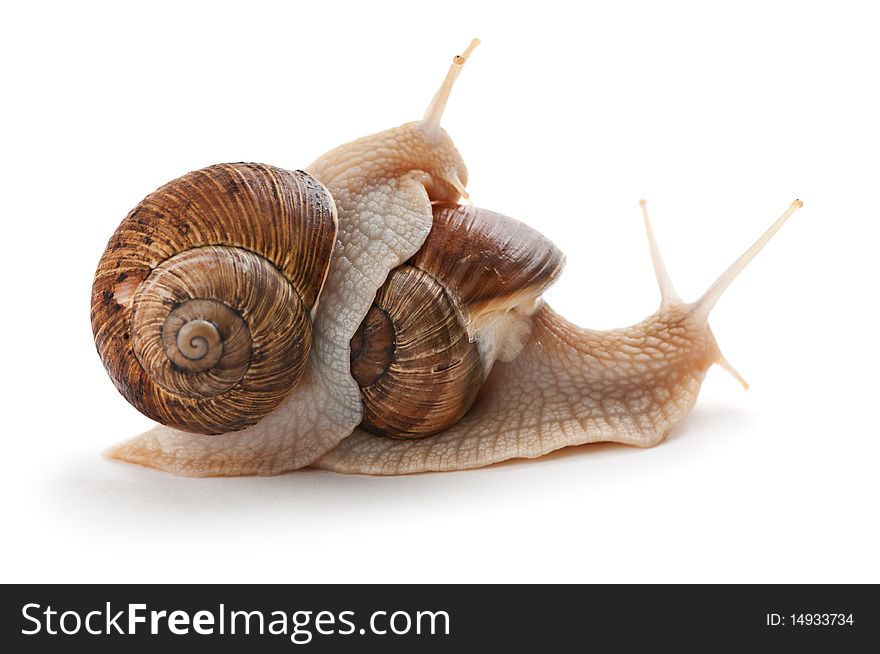 Garden snail on a white background