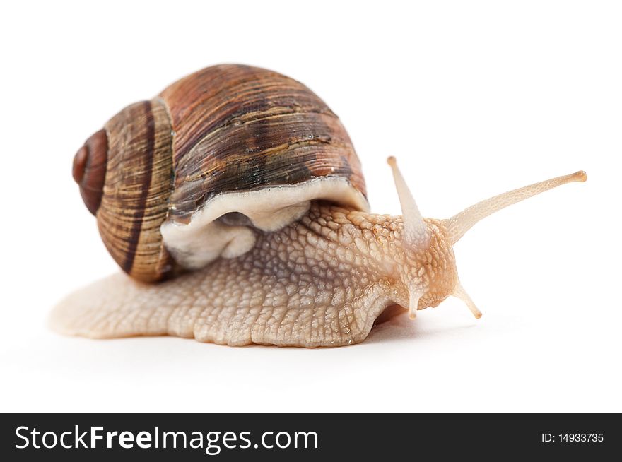 Garden snail on a white background