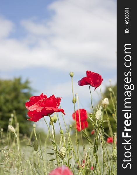 Low angle shot of bright red poppies againsty a blue sky. Low angle shot of bright red poppies againsty a blue sky