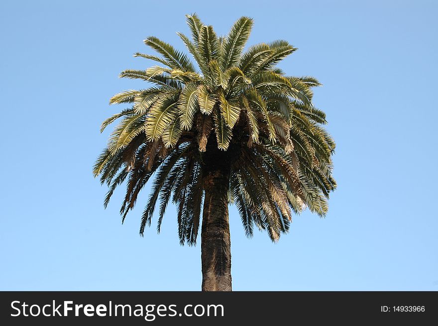 One palm tree on clear blue background. One palm tree on clear blue background