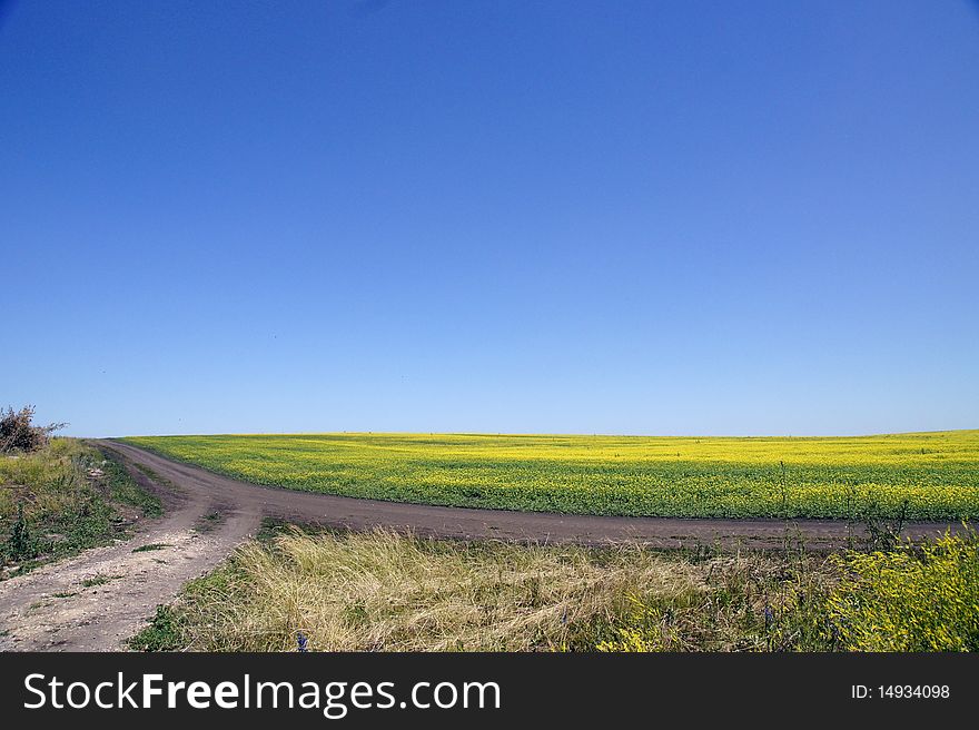 Road on edge of blossoming field. Road on edge of blossoming field