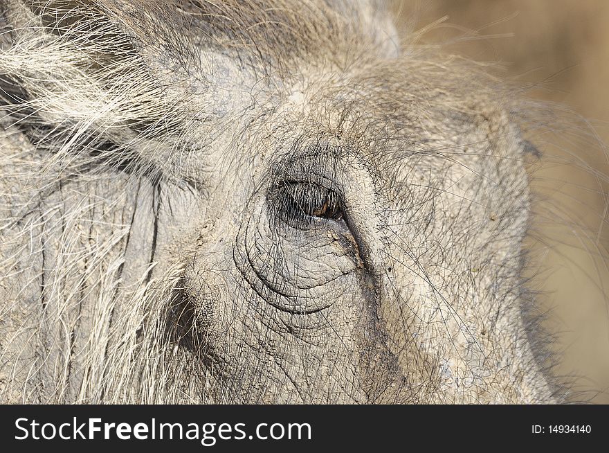 Close up of a warthog face