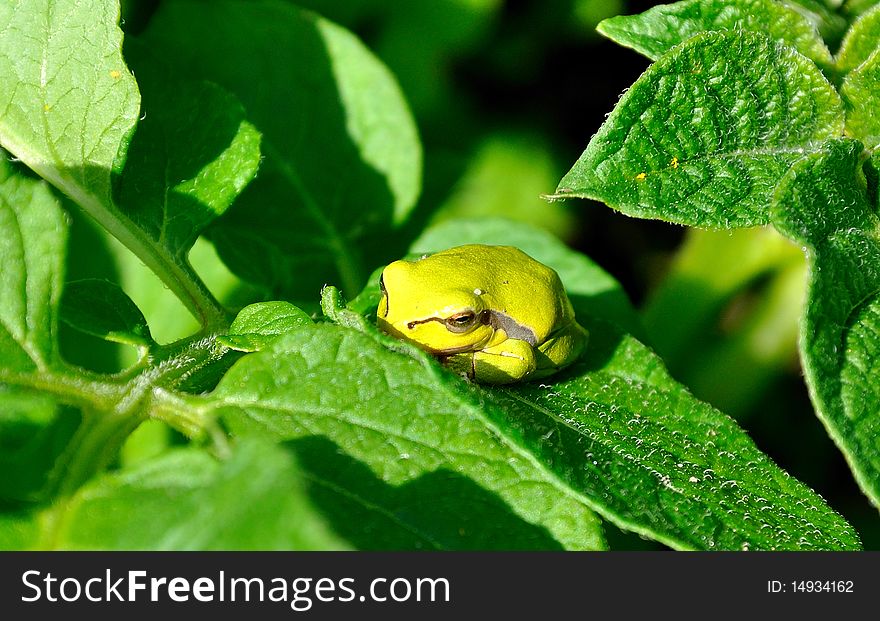 Pretty Green Frog (Hyla arborea) resting
