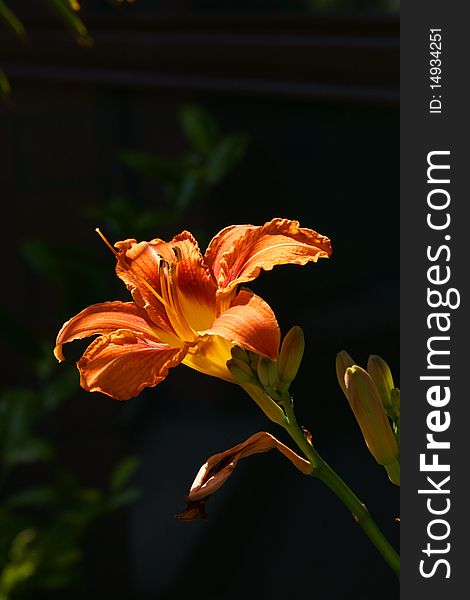 Flower against a dark background