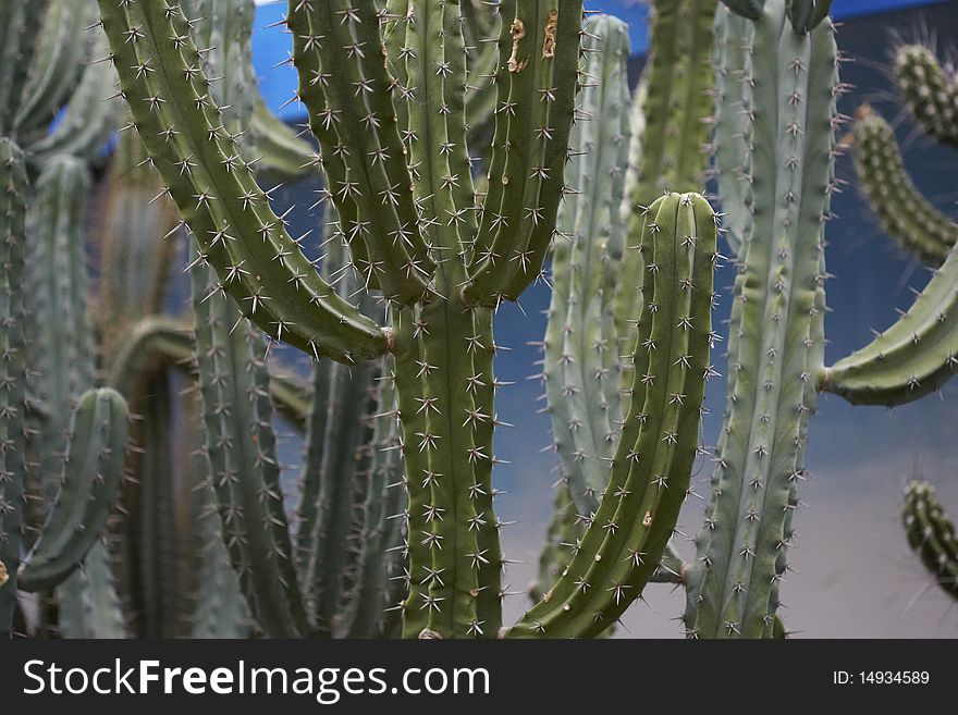 Cactuses with thorns in the dessert.