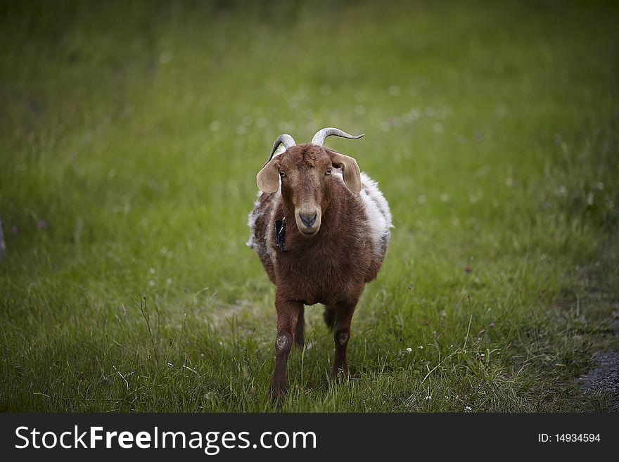 Male brown goat with horns in the meadow.