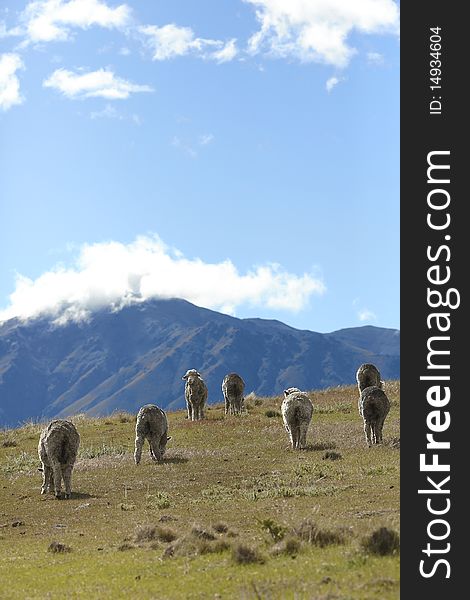 Sheep grazing in the mountains on a sunny day.