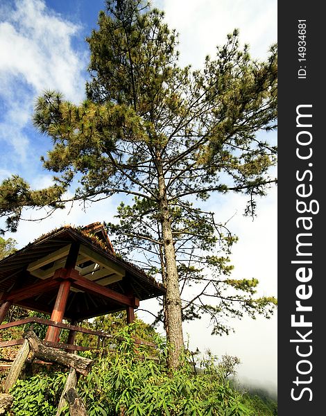 A part of tree on the mountain in Thailand