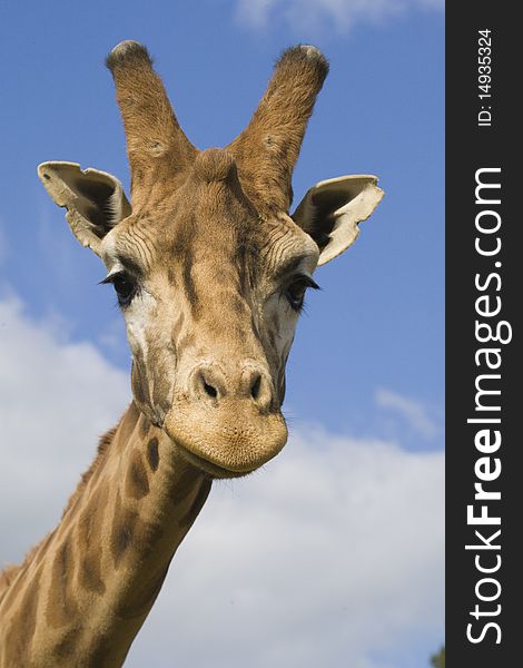 Giraffe head shot, Safari Zoo Park, Paris, France. Giraffe head shot, Safari Zoo Park, Paris, France