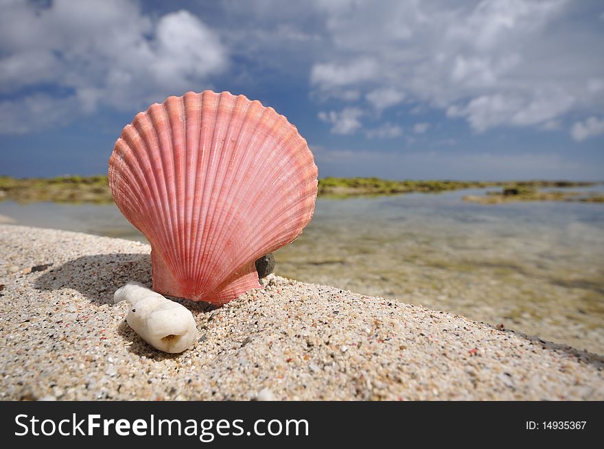 A pink shellfish on the beach