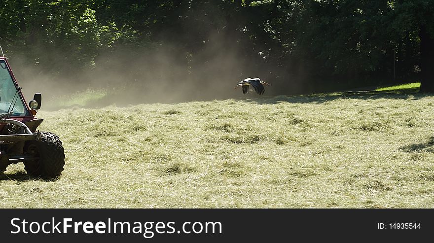 Escaping stork on a hay meadow next to a little tractor