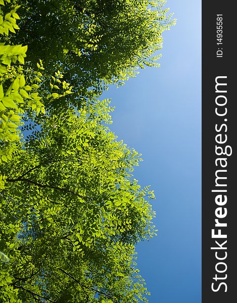 Blue sky over luscious green leaves. Blue sky over luscious green leaves