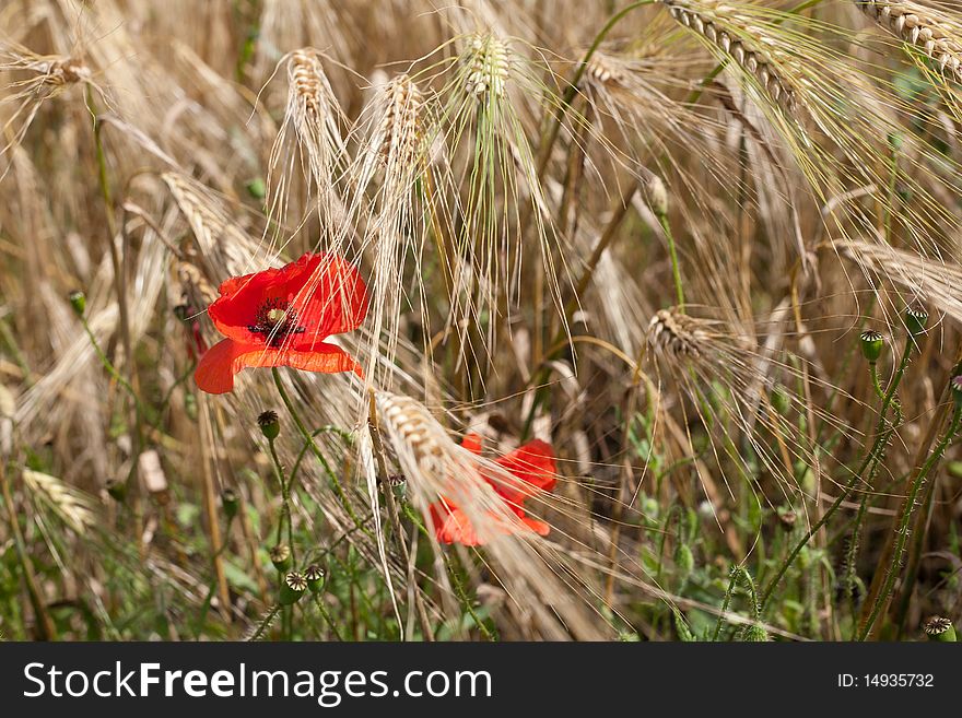 An image of red poppies in wheat field. An image of red poppies in wheat field